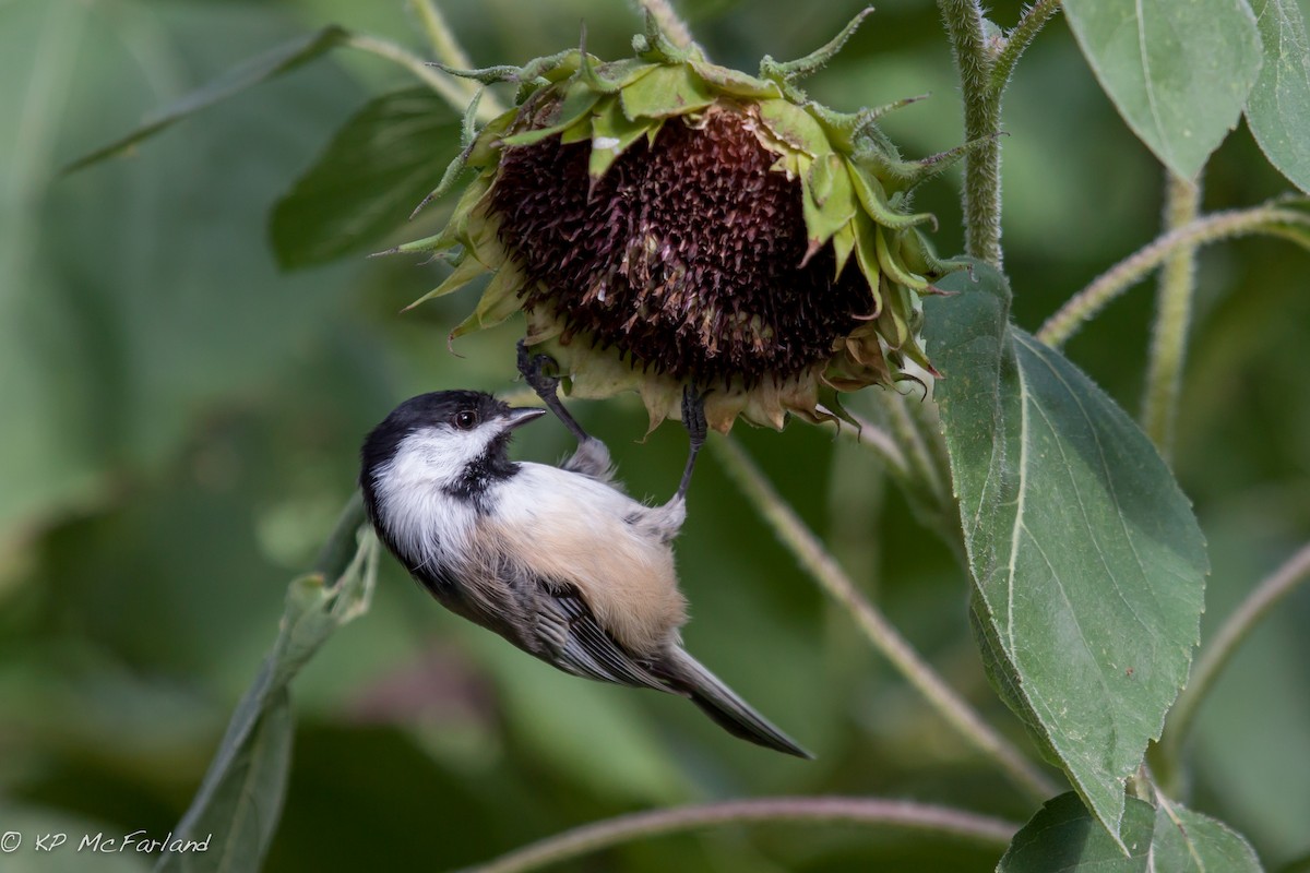 Black-capped Chickadee - Kent McFarland