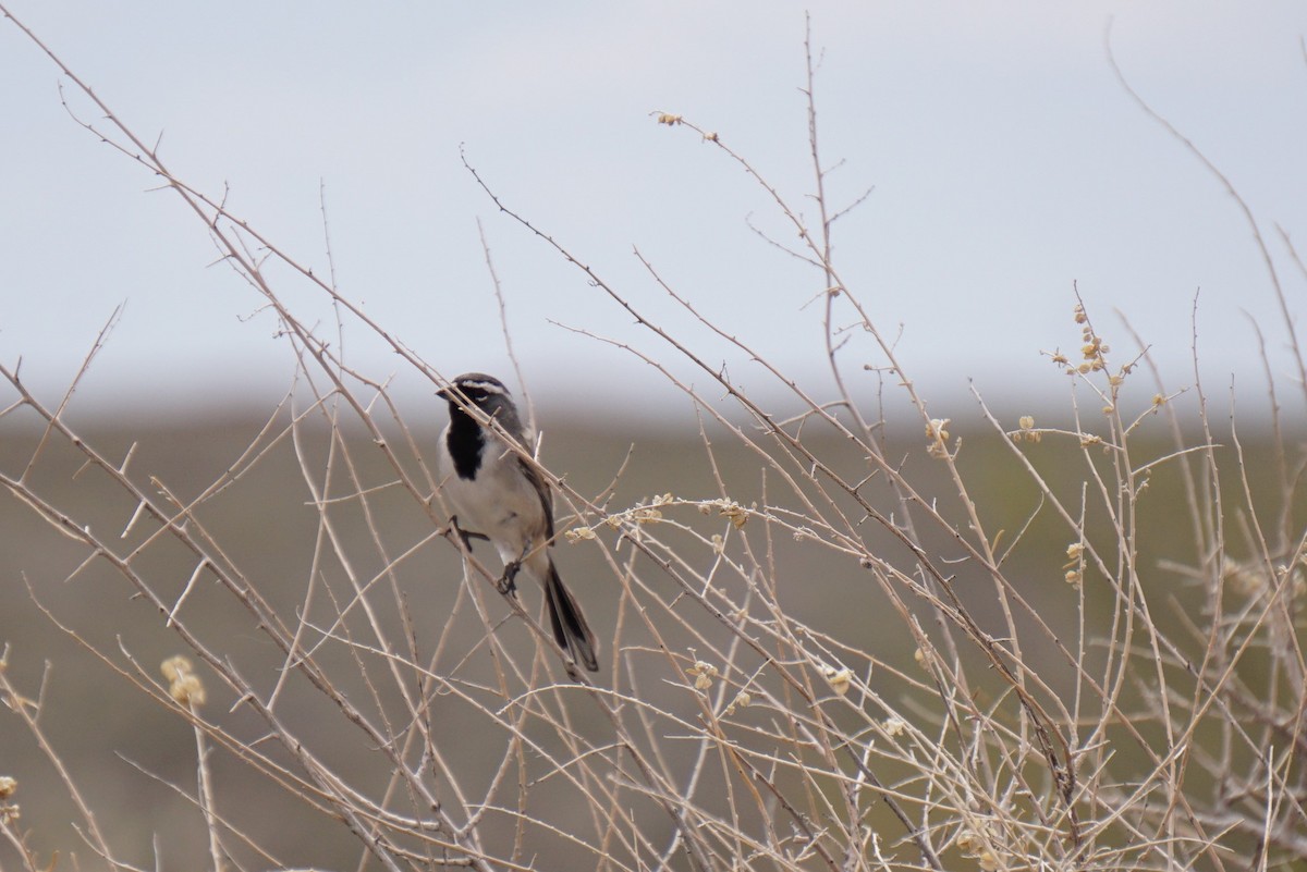 Black-throated Sparrow - ML519253961