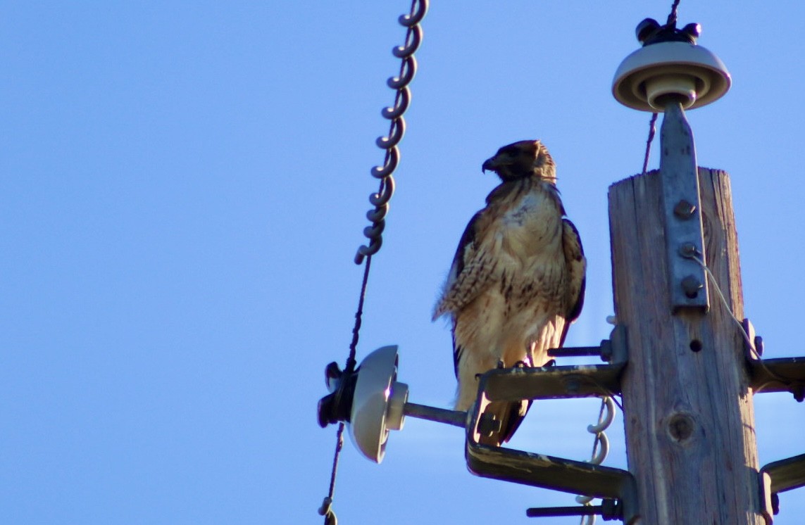 Red-tailed Hawk - ML519254091