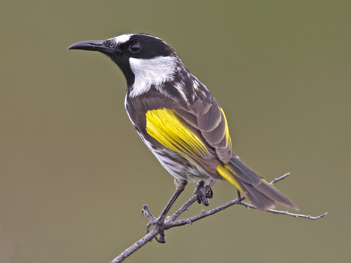 White-cheeked Honeyeater - ML51925411