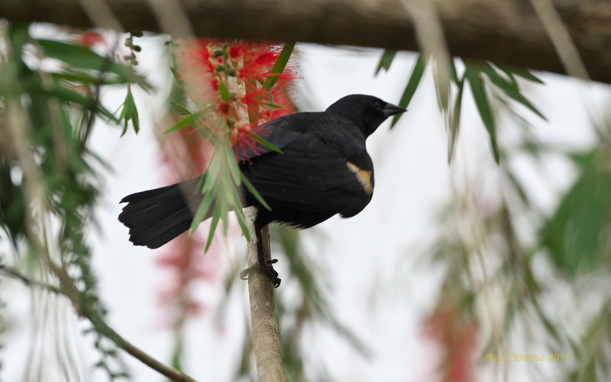 Tawny-shouldered Blackbird - ML51925471