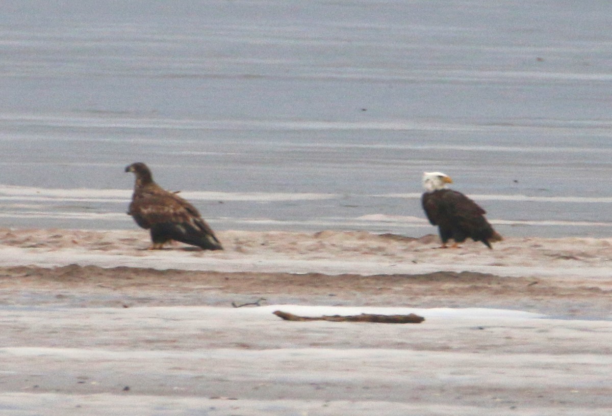 Bald Eagle - ML519255551