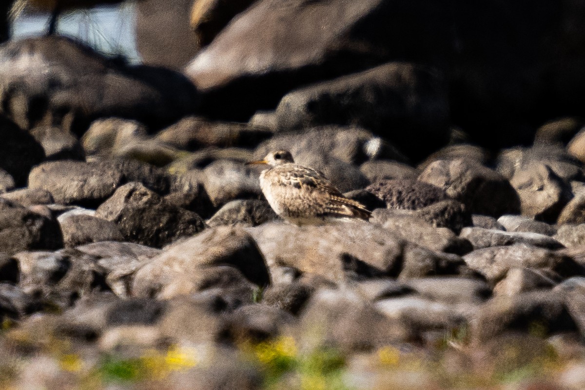 Upland Sandpiper - Angélica Almonacid