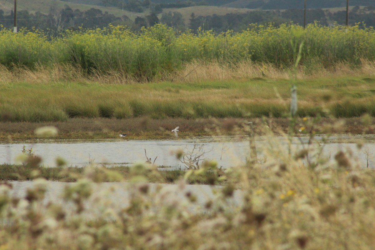 White-winged Tern - ML519258061