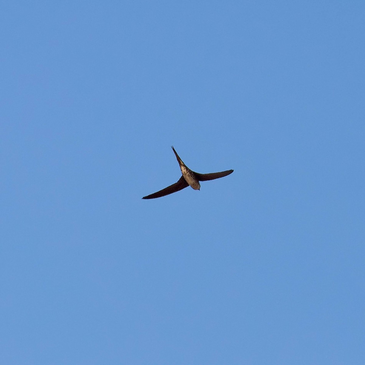 Fork-tailed Palm Swift - ML519258151