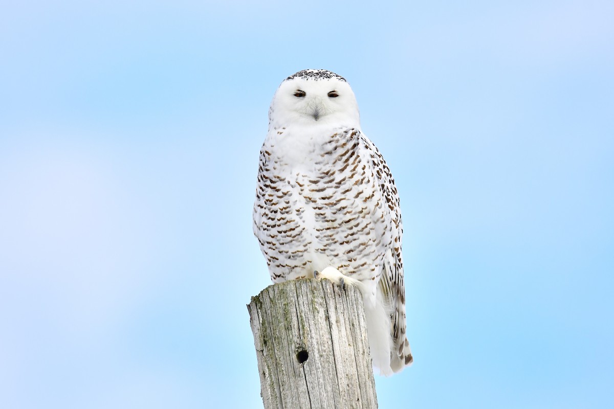 Snowy Owl - ML519259121