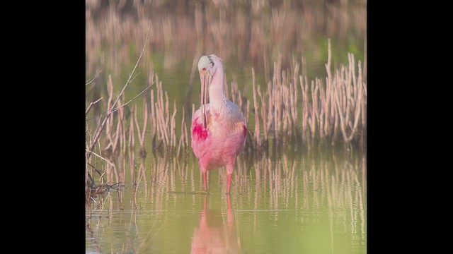 Roseate Spoonbill - ML519259171