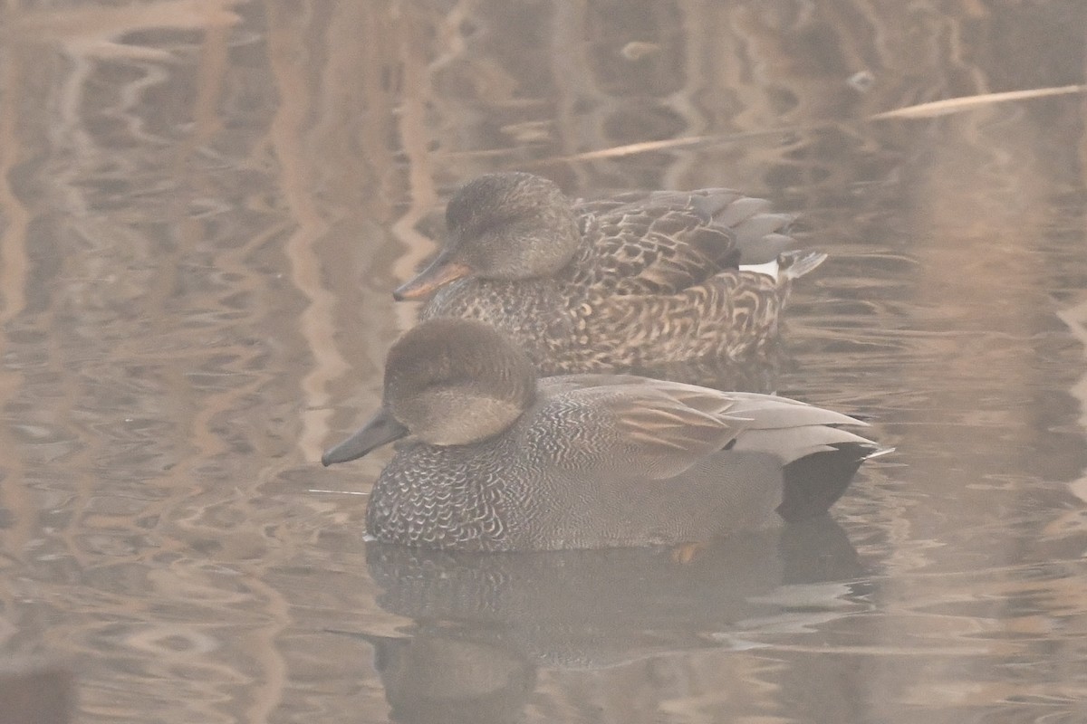 Gadwall - ML519259511