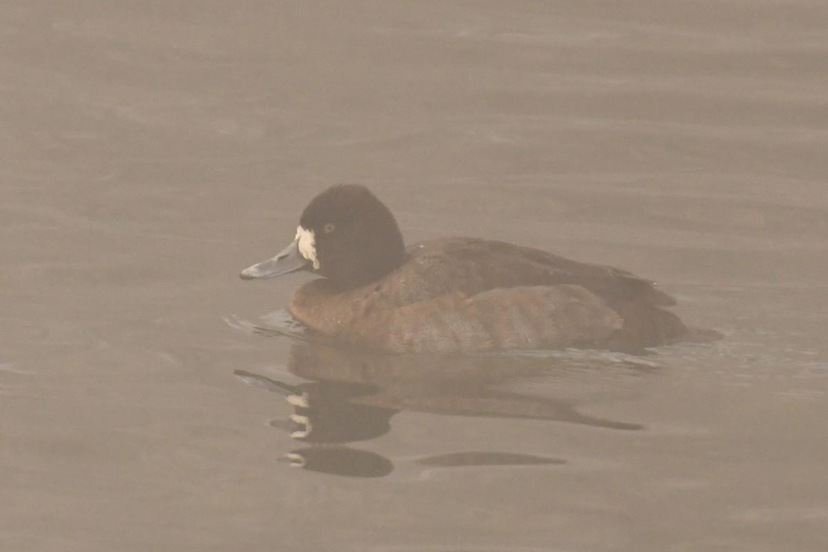 Lesser Scaup - ML519260071