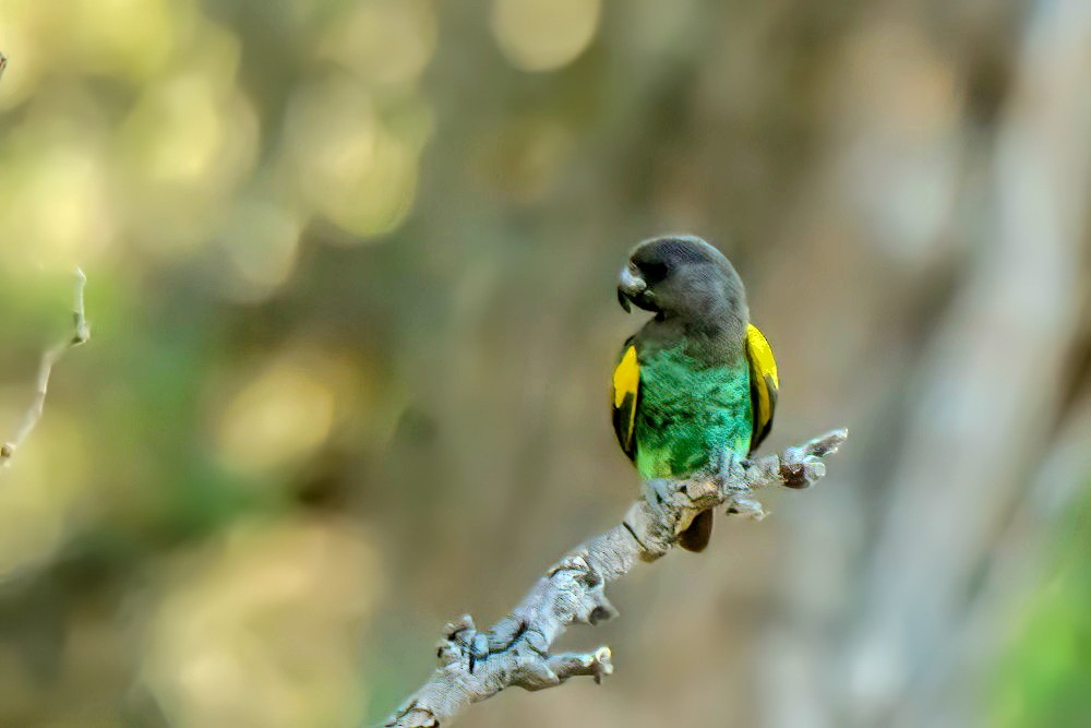 Psittaciformes sp. (Parrot) - ML519260121