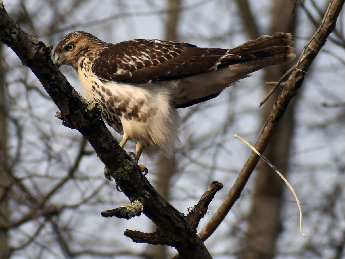 Red-tailed Hawk - ML519260461