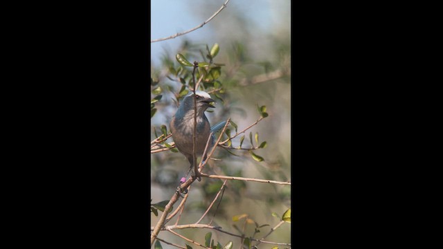 Florida Scrub-Jay - ML519260751