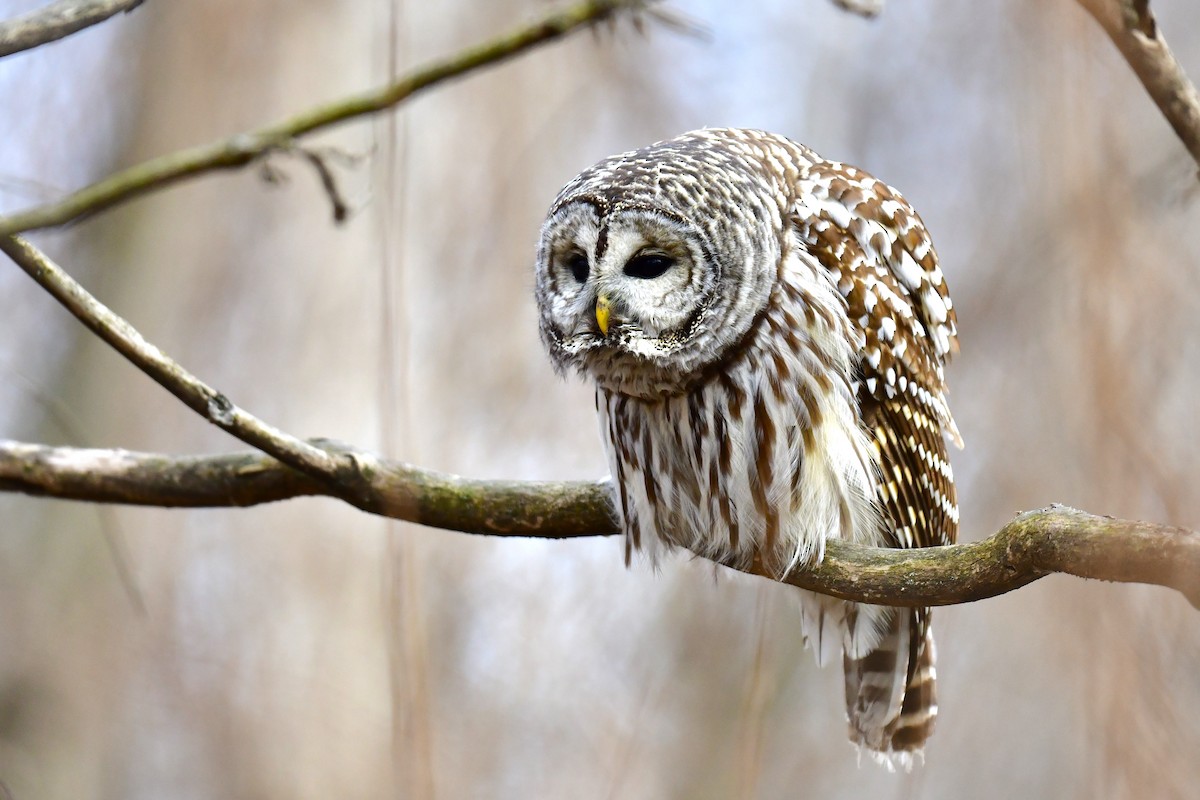 Barred Owl - ML519261171