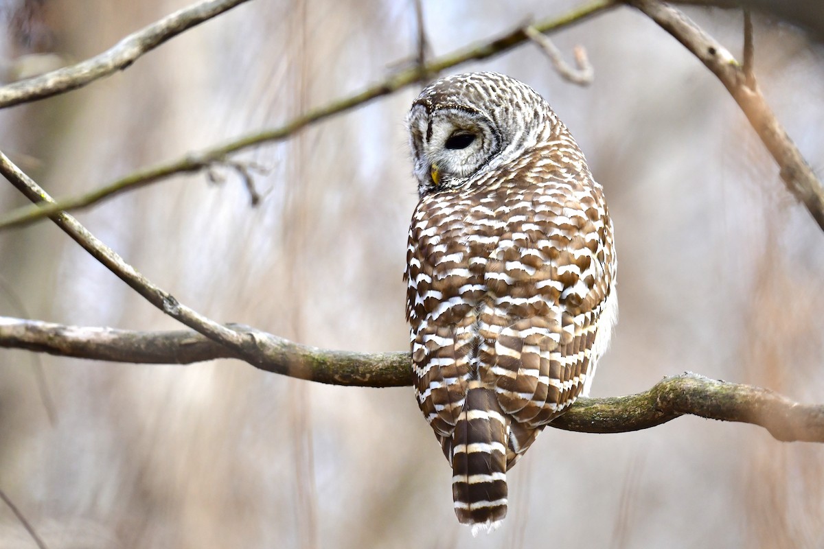 Barred Owl - ML519261191