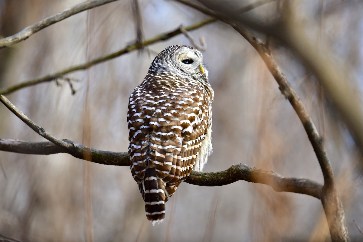 Barred Owl - Jay Wu