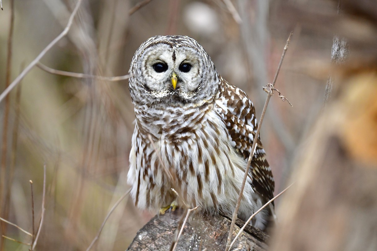 Barred Owl - ML519261221