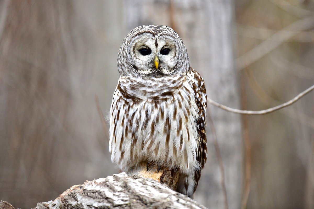 Barred Owl - ML519261231