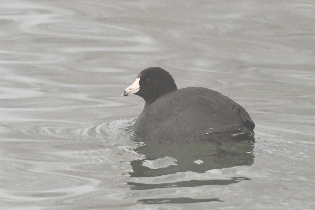 American Coot - Kent Kleman