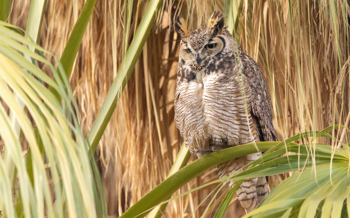 Great Horned Owl - Darren Hsu