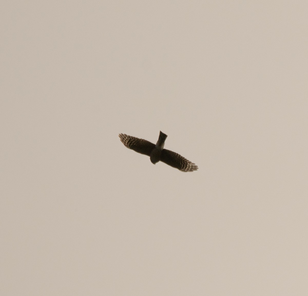 Sharp-shinned Hawk - ML519263661