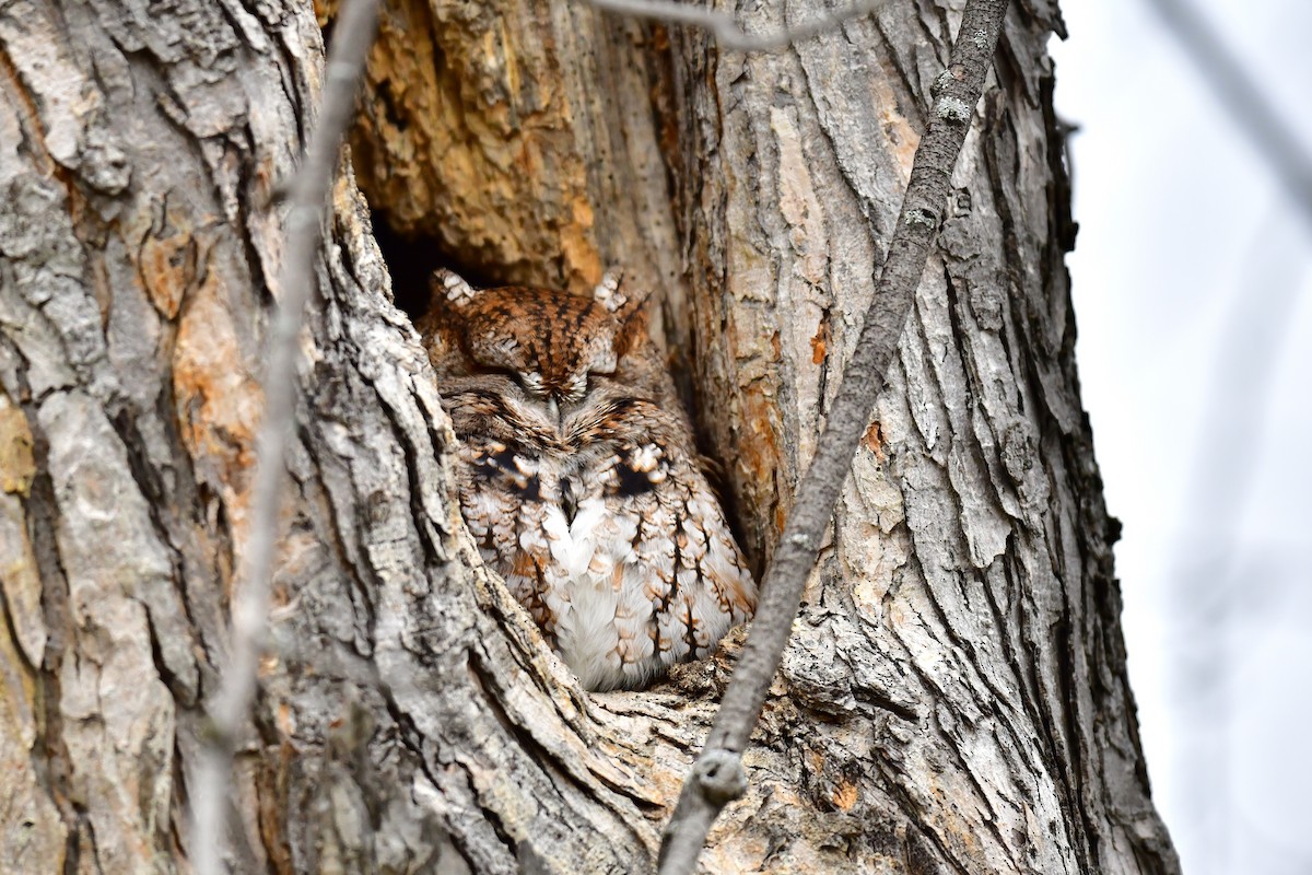 Eastern Screech-Owl - ML519263721