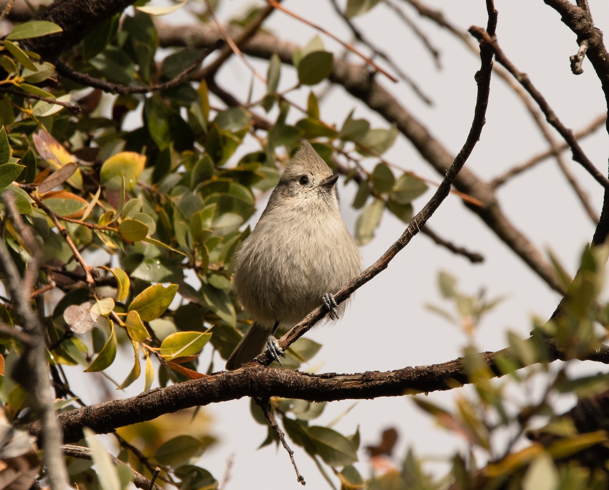Oak Titmouse - ML519264081
