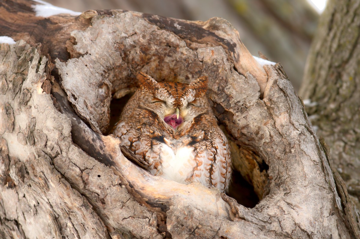 Eastern Screech-Owl - ML519264571