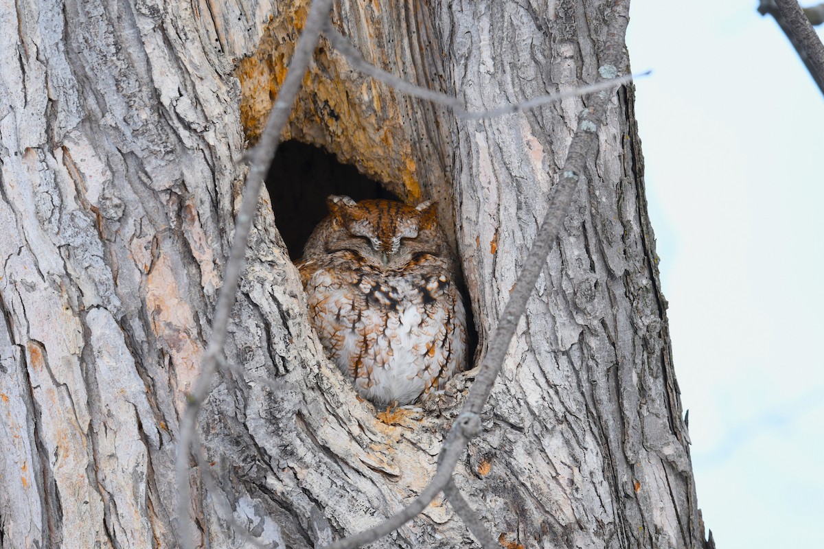 Eastern Screech-Owl - Jay Wu