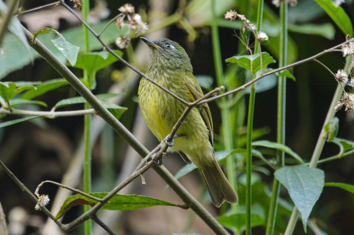 Streak-necked Flycatcher - ML519267031