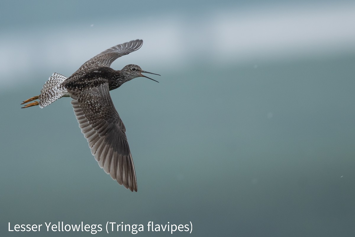 Lesser Yellowlegs - Drew Miller