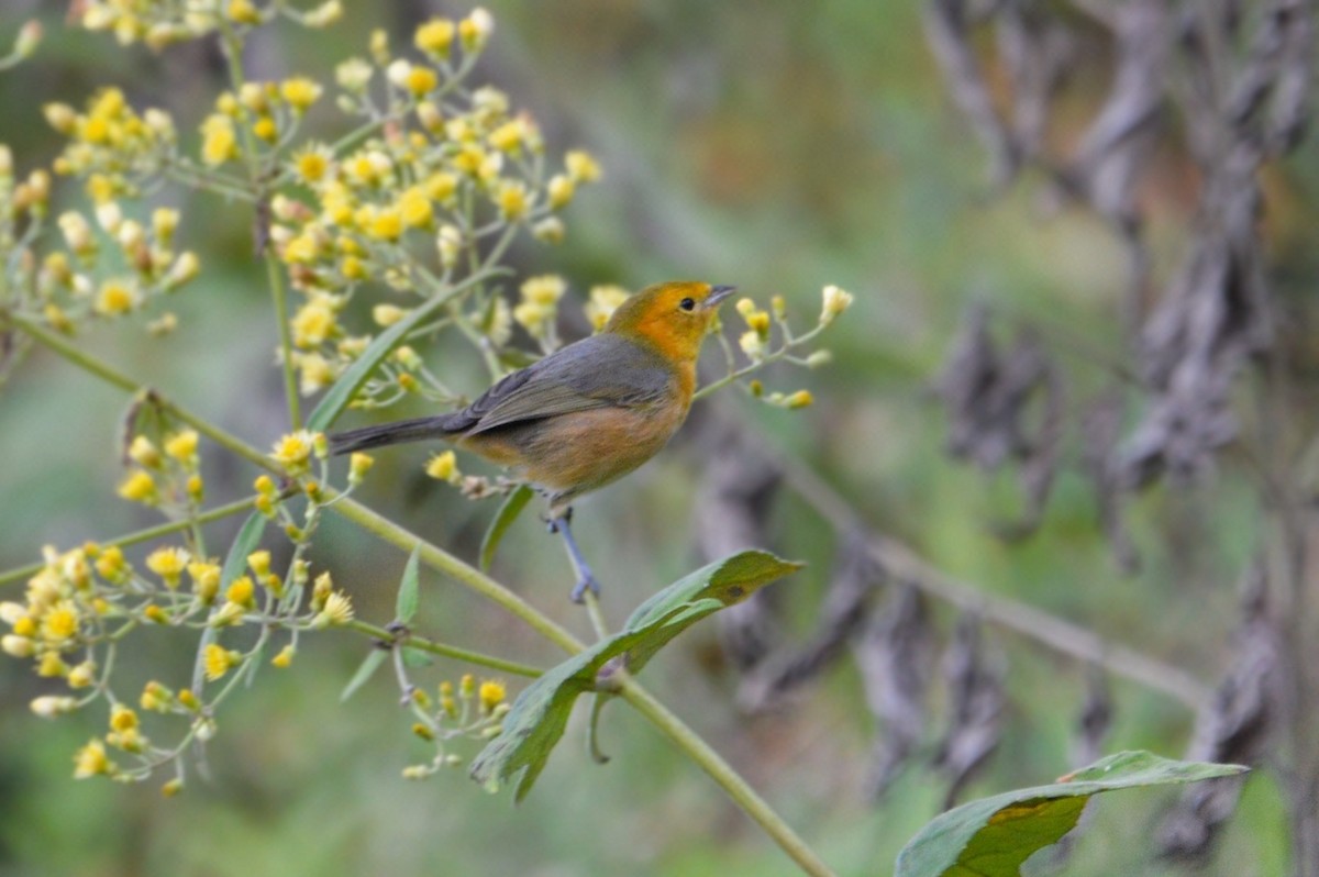 Rufous-chested Tanager - ML519267921