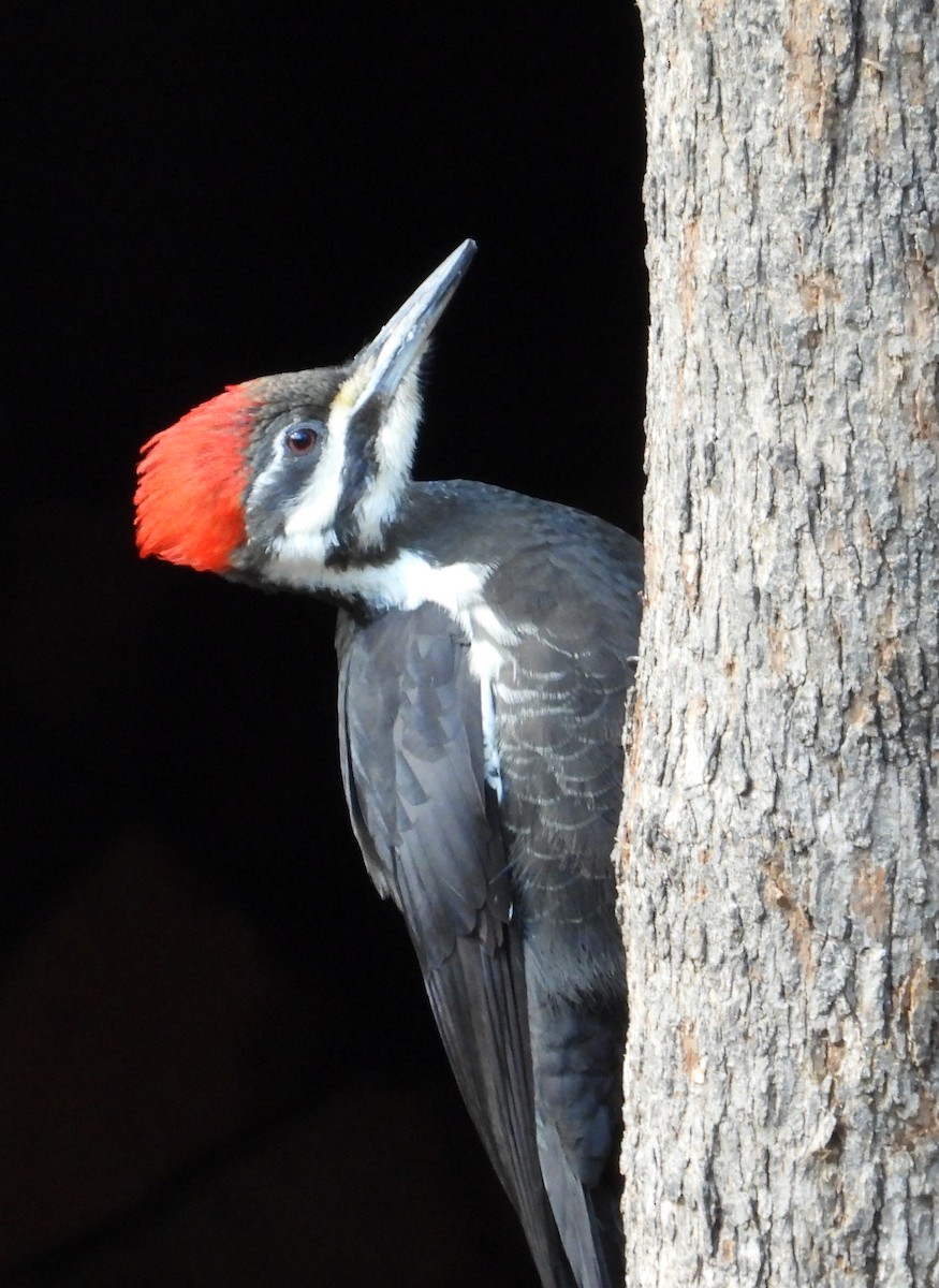 Pileated Woodpecker - ML519268261