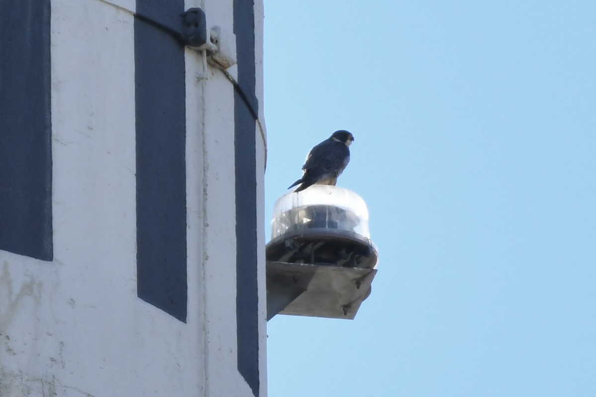 Peregrine Falcon - ML519268541