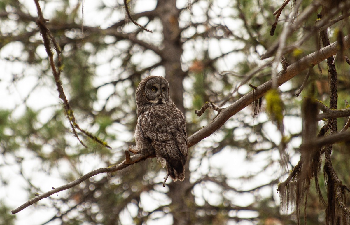 Great Gray Owl - ML519268851