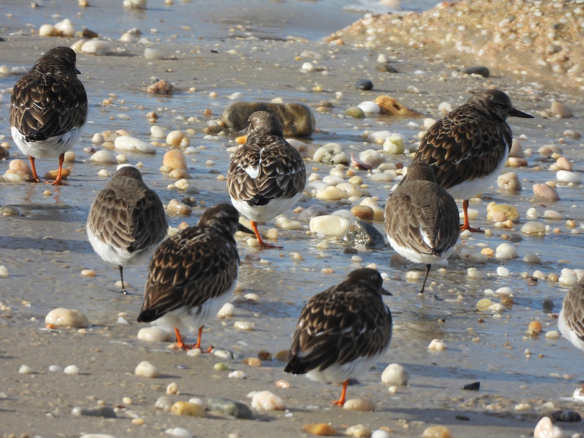 Ruddy Turnstone - ML519270721