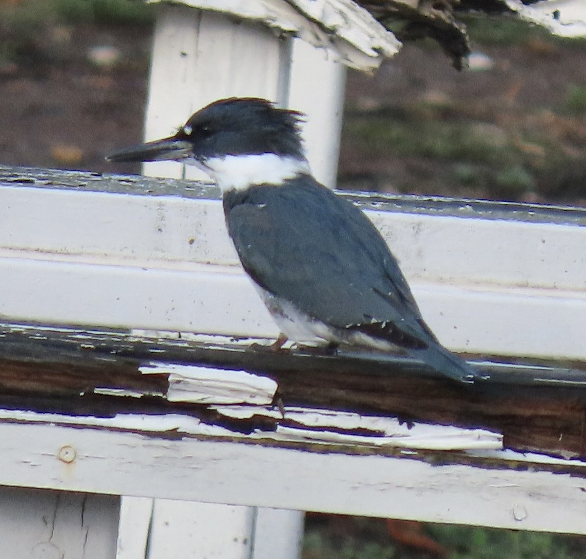Belted Kingfisher - ML519271061