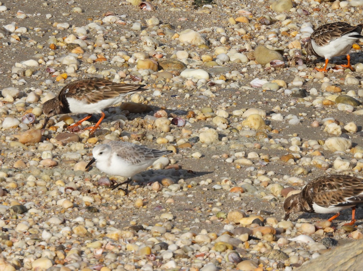 Sanderling - Jennifer Wilson-Pines