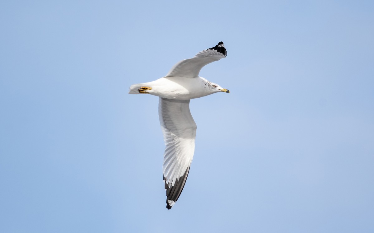 Ring-billed Gull - ML519272231