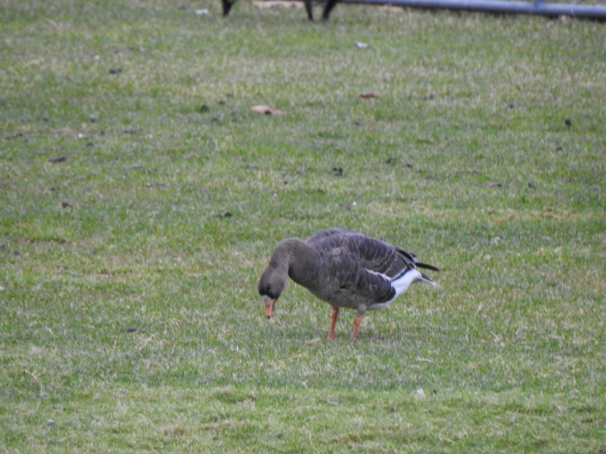 Greater White-fronted Goose - ML519272351