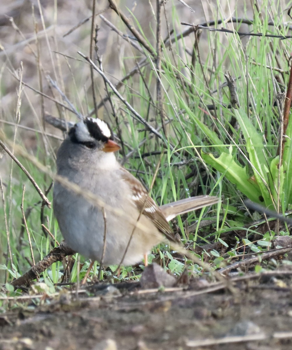 White-crowned Sparrow - ML519272891