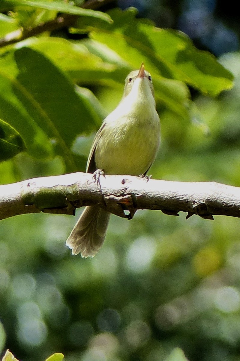 Rodrigues Warbler - Jenny Bowman