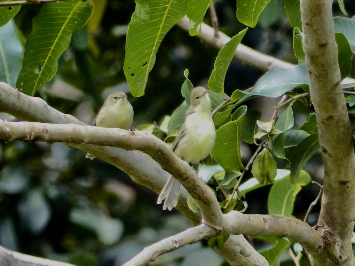 Rodrigues Warbler - ML519272941