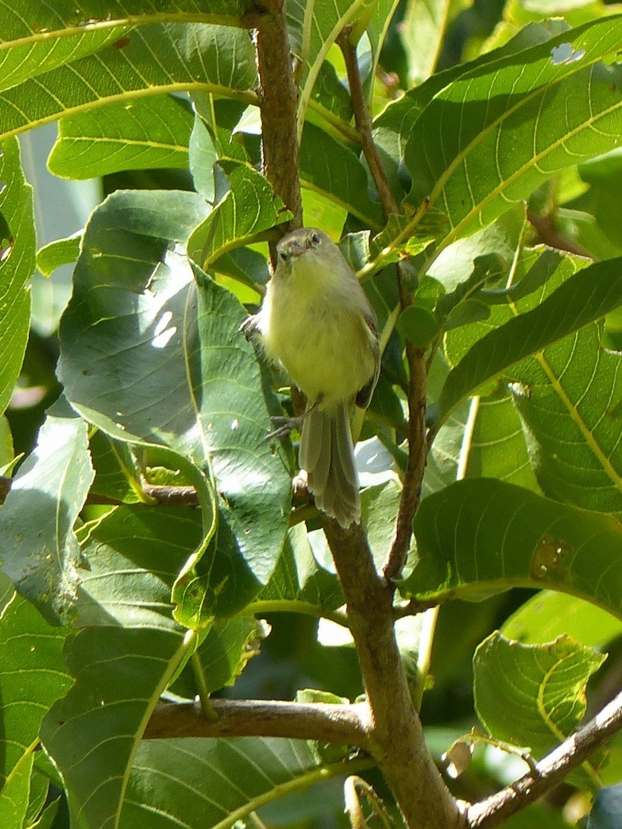 Rodrigues Warbler - ML519272951