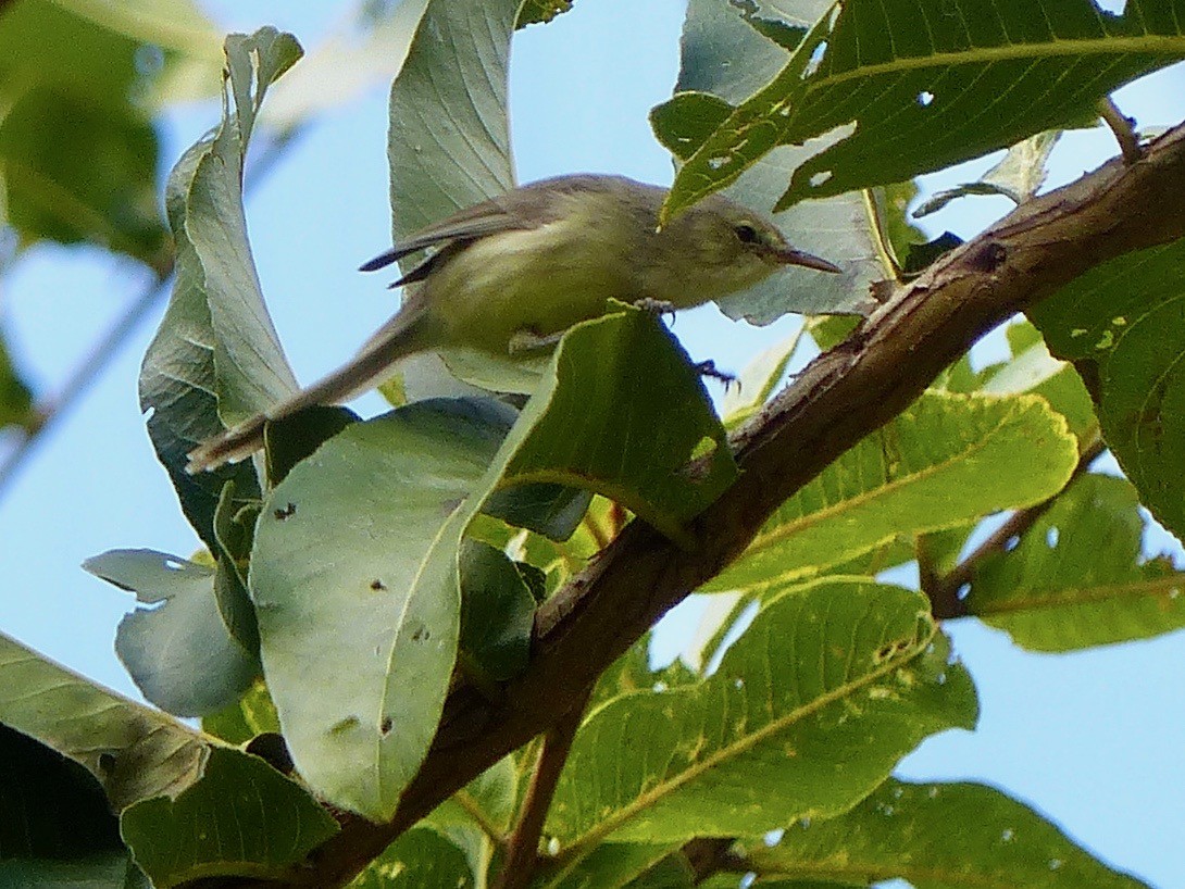 Rodrigues Warbler - ML519272971