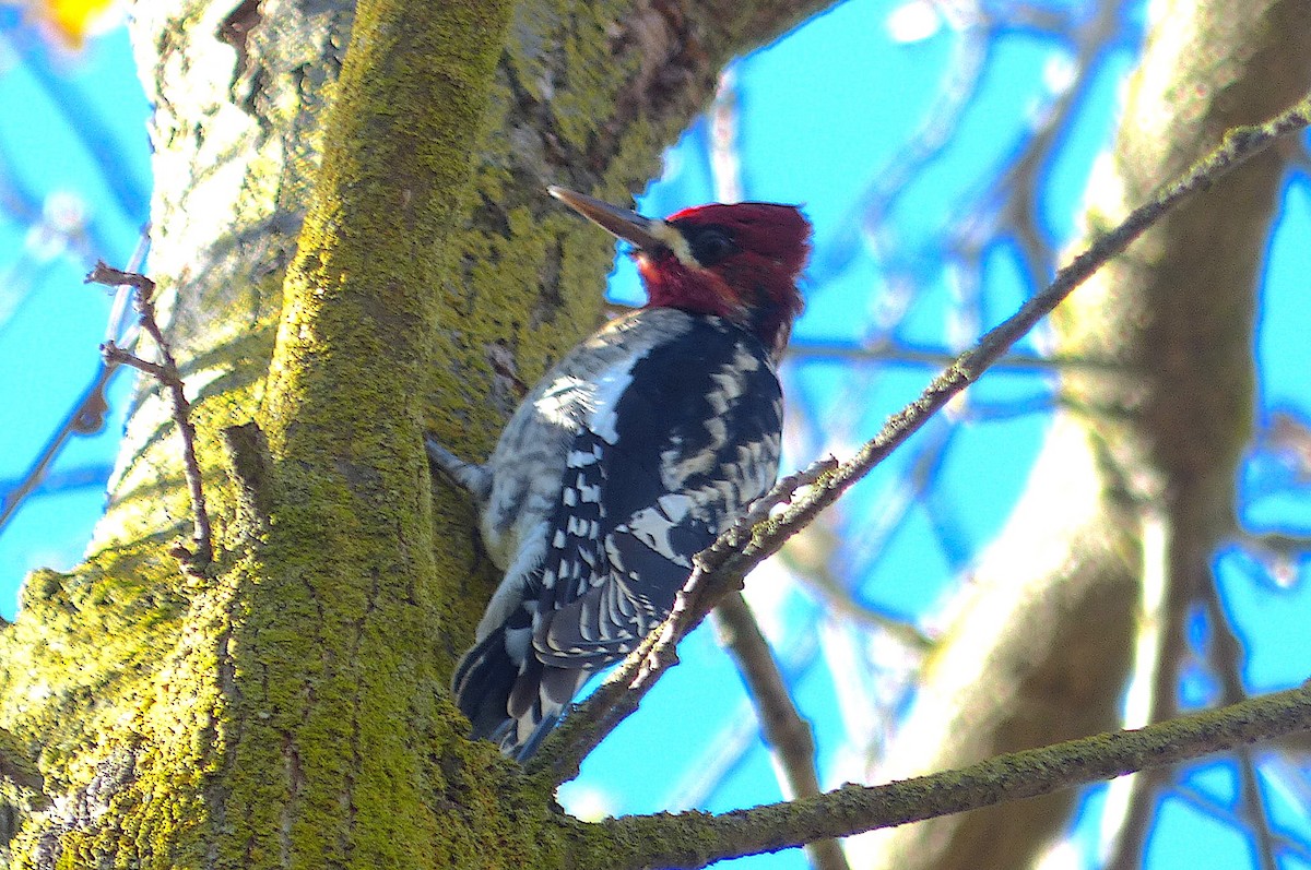 Red-breasted Sapsucker - ML519273691