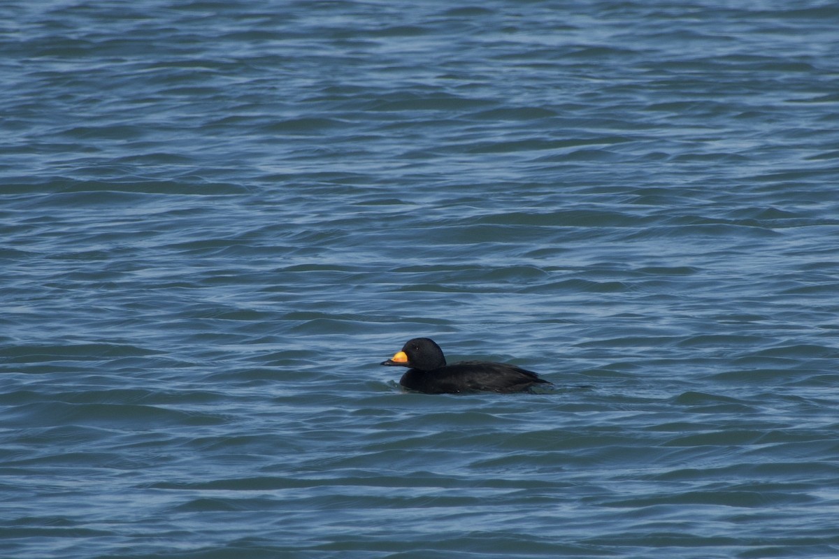 Black Scoter - Sean  Nolan