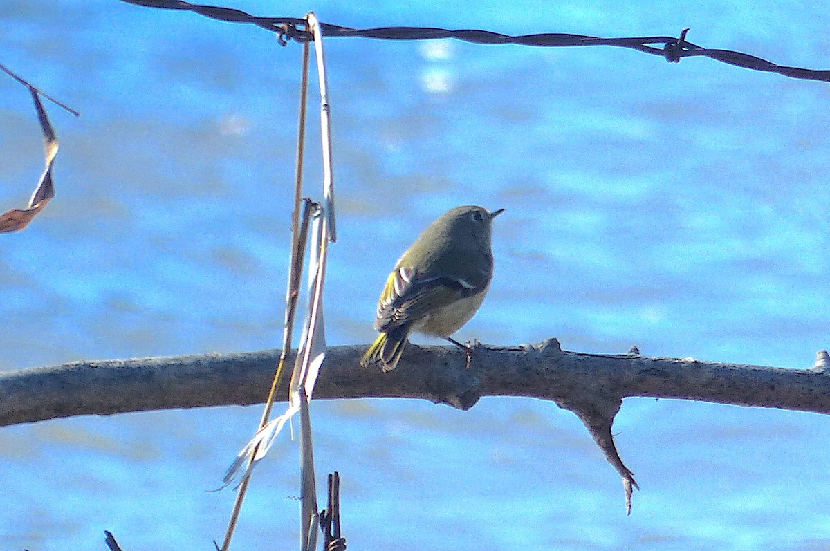 Ruby-crowned Kinglet - D Krajnovich