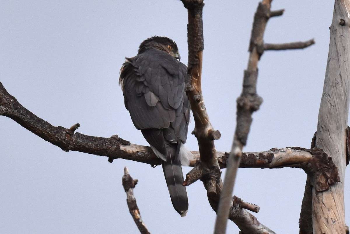 Cooper's Hawk - ML519274221