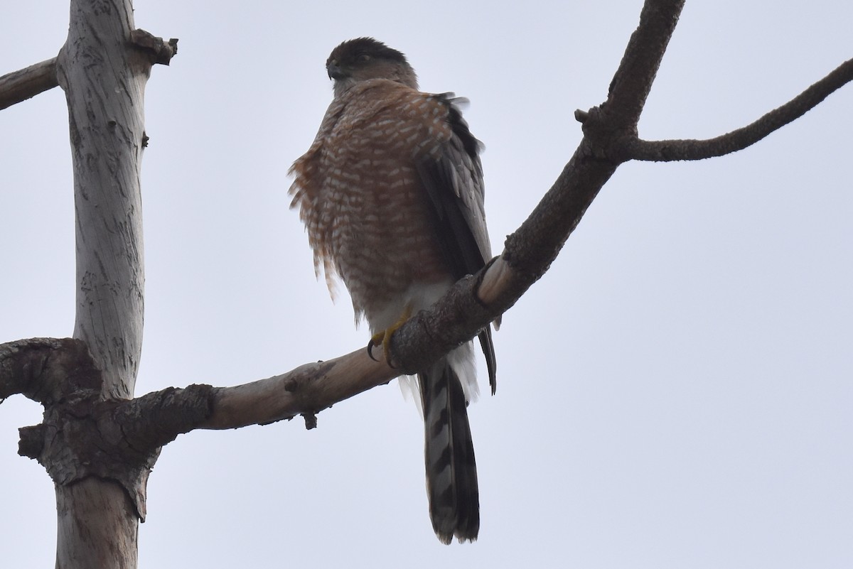 Cooper's Hawk - ML519274231