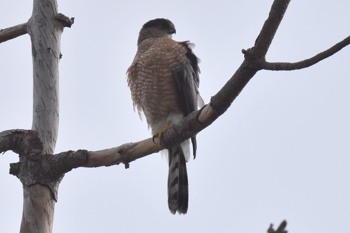 Cooper's Hawk - ML519274241